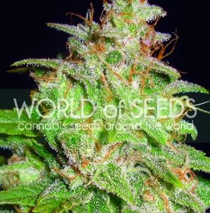 Mazar x White Rhino Feminised Seeds