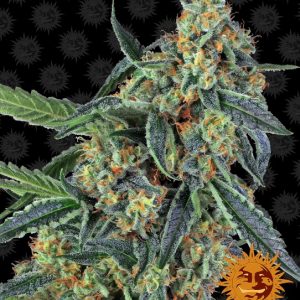 Cookies Kush Feminised Seeds