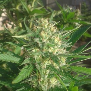 Sex Bud Feminised Seeds