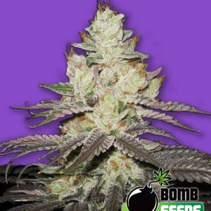 Killer Purps Feminised Seeds