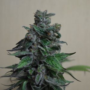 Moscow Bluberry Feminised Seeds
