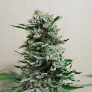 AK Skunk Auto Feminised Seeds