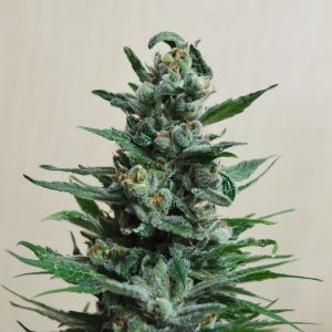Moscow Blueberry Auto Feminised Seeds