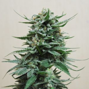 Northern Russian Auto Feminised Seeds