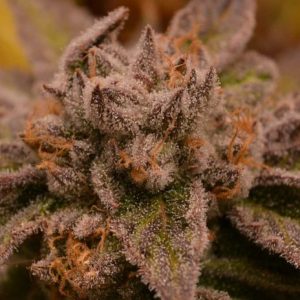 9 Pound Hammer Regular Seeds