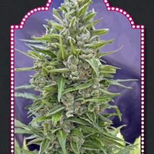 Automatik Mix Auto Feminised Seeds