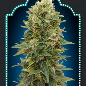 Female Mix Feminised Seeds