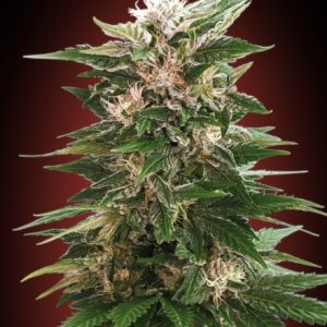 Kaya 47 Feminised Seeds
