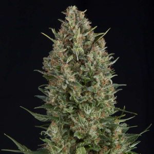 Wembley Feminised Seeds