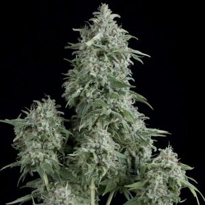 Anubis Feminised Seeds