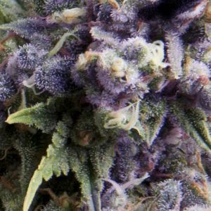 Purple Auto Feminised Seeds