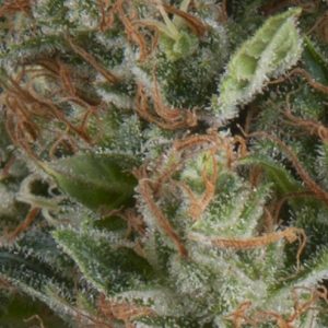 Wembley Auto Feminised Seeds