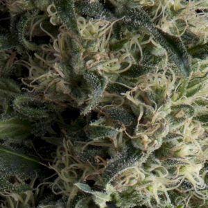 Galaxy Auto Feminised Seeds