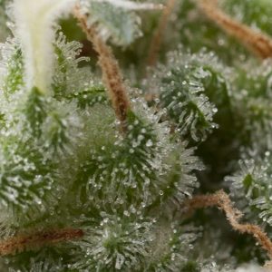 Super Hash Auto Feminised Seeds