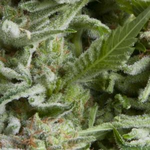 Alpujarrena Auto Feminised Seeds