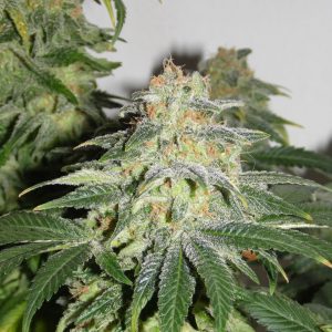 Russian Doll (Muñeka Rusa) Feminised Seeds