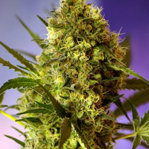 Big Devil Auto Feminised Seeds