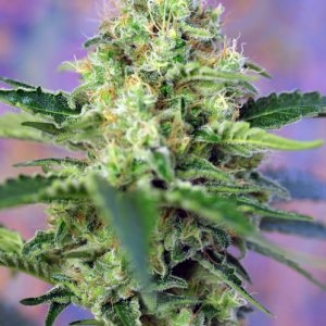 Crystal Candy Feminised Seeds