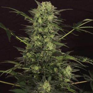 MK-Ultra Kush Auto Feminised Seeds - 10+2