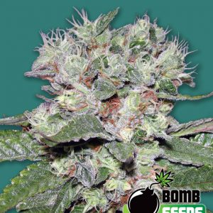 Bomb CBD Feminised Seeds