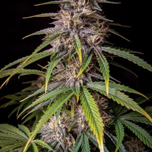 Alien Vs Triangle Auto Feminised Seeds
