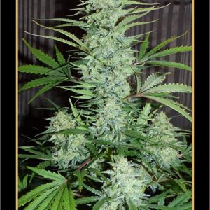 White 'n' Bubbly Auto Feminised Seeds