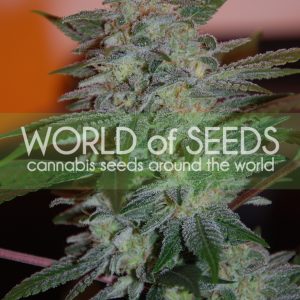 Yumbolt 47 Feminised Seeds