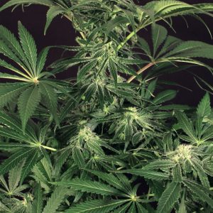 Green Gummy Feminised Seeds