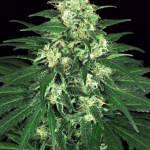 Lemon Candy Feminised Seeds