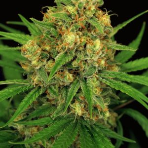 Tangerine Kush Regular Seeds