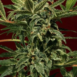 Russian Auto Feminised Seeds