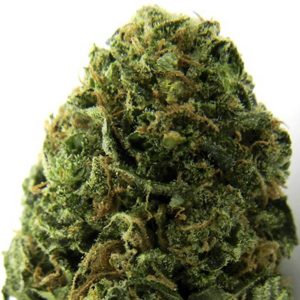 Massive Midget Auto Feminised Seeds