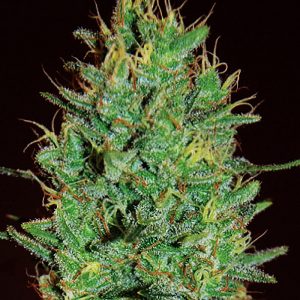 Amnesia Haze Feminised Seeds