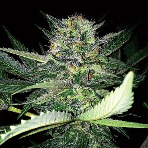 Critical Lights Feminised Seeds