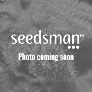 Lavender Feminised Seeds