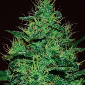 Amnesia Haze Auto Feminised Seeds