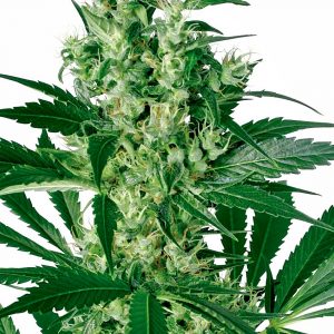 X - Haze Feminised Seeds