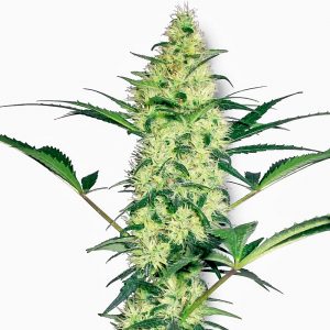 White Diesel Feminised Seeds