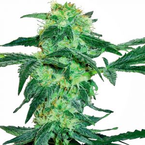 White Ice Feminised Seeds