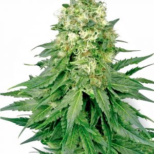 White Widow Feminised Seeds