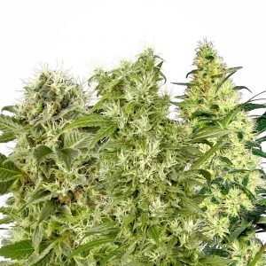 Female Mix Feminised Seeds