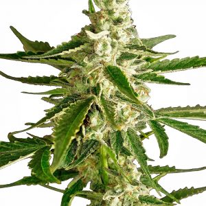 White Diesel Haze Auto Feminised Seeds