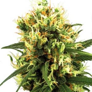 White Haze Auto Feminised Seeds
