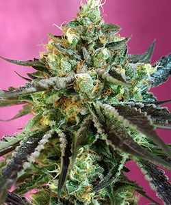 Sweet Nurse CBD Auto Feminised Seeds