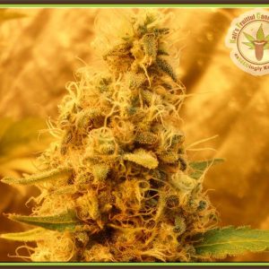 Jack Mist Tree Feminised Seeds