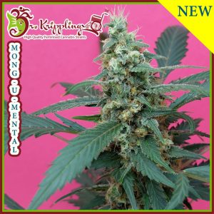 Mong - U - Mental Feminised Seeds