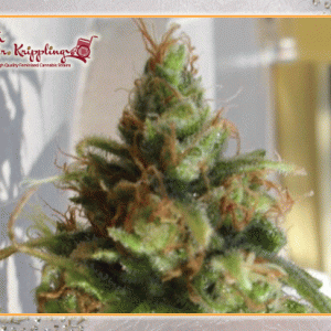 Ganj - nam Style Feminised Seeds