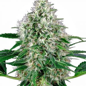 Pure Power Plant Auto Feminised Seeds