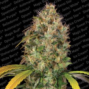 Dutch Kush Feminised Seeds