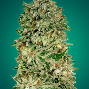 Shark Widow CBD Feminised Seeds